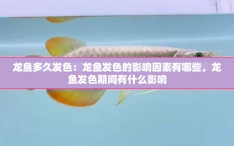 龍魚多久發(fā)色：龍魚發(fā)色的影響因素有哪些，龍魚發(fā)色期間有什么影響 水族問答