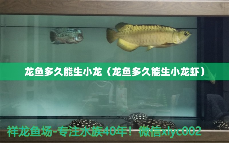 龍魚多久能生小龍（龍魚多久能生小龍蝦）