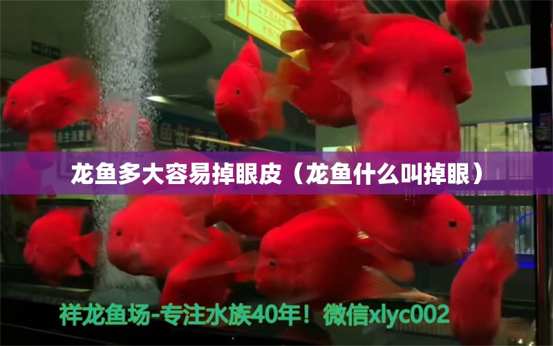 龍魚多大容易掉眼皮（龍魚什么叫掉眼）