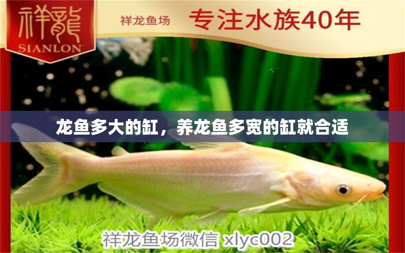 龍魚多大的缸，養(yǎng)龍魚多寬的缸就合適