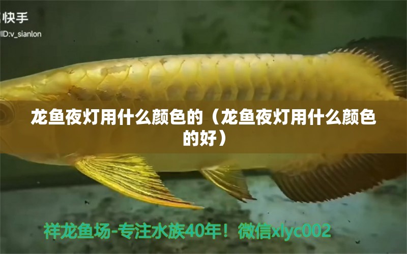 龍魚夜燈用什么顏色的（龍魚夜燈用什么顏色的好）