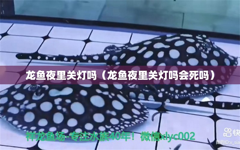 龍魚夜里關燈嗎（龍魚夜里關燈嗎會死嗎） 廣州龍魚批發(fā)市場