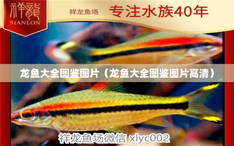 龍魚大全圖鑒圖片（龍魚大全圖鑒圖片高清）