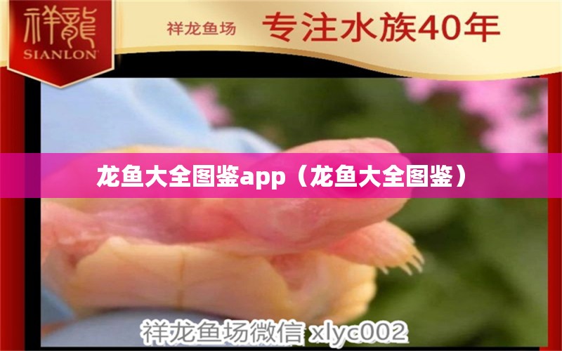 龍魚(yú)大全圖鑒app（龍魚(yú)大全圖鑒）