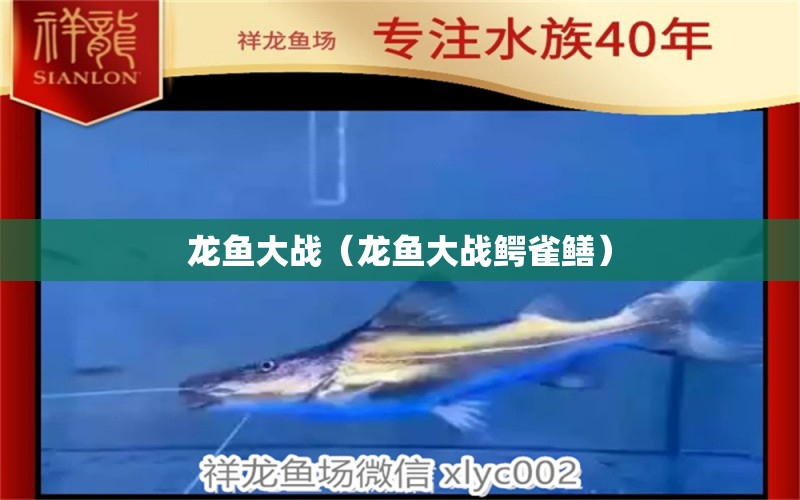 龍魚大戰(zhàn)（龍魚大戰(zhàn)鱷雀鱔） 廣州龍魚批發(fā)市場(chǎng)