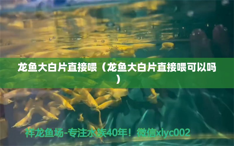 龍魚大白片直接喂（龍魚大白片直接喂可以嗎）