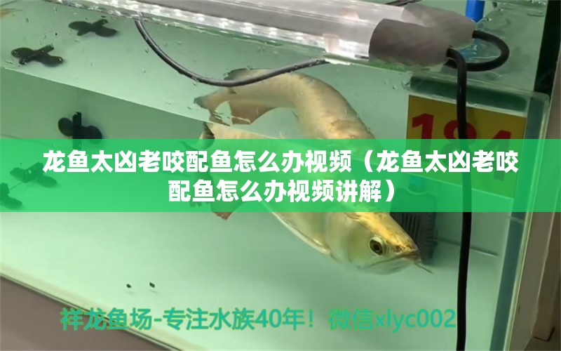 龍魚太兇老咬配魚怎么辦視頻（龍魚太兇老咬配魚怎么辦視頻講解）