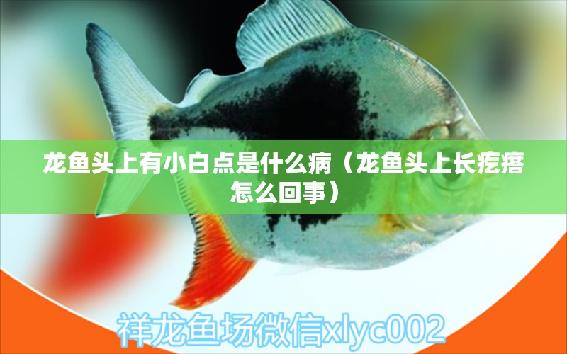 龍魚(yú)頭上有小白點(diǎn)是什么病（龍魚(yú)頭上長(zhǎng)疙瘩怎么回事）