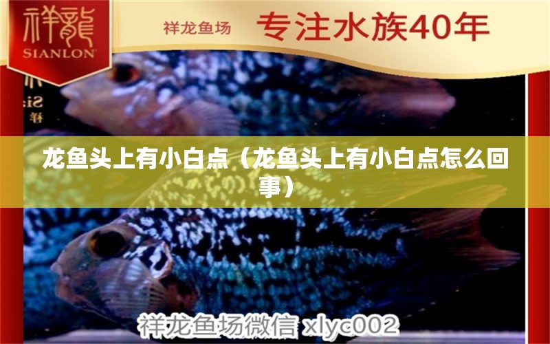 龍魚頭上有小白點（龍魚頭上有小白點怎么回事） 廣州龍魚批發(fā)市場