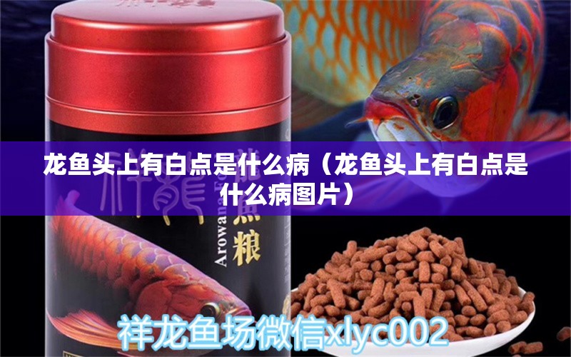 龍魚頭上有白點是什么?。堲~頭上有白點是什么病圖片） 廣州龍魚批發(fā)市場