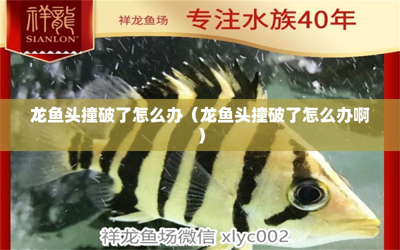 龍魚頭撞破了怎么辦（龍魚頭撞破了怎么辦?。? title=