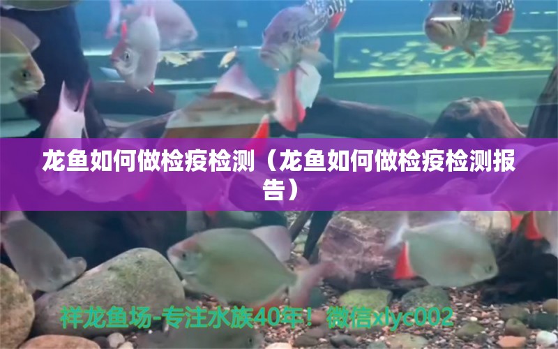 龍魚(yú)如何做檢疫檢測(cè)（龍魚(yú)如何做檢疫檢測(cè)報(bào)告）