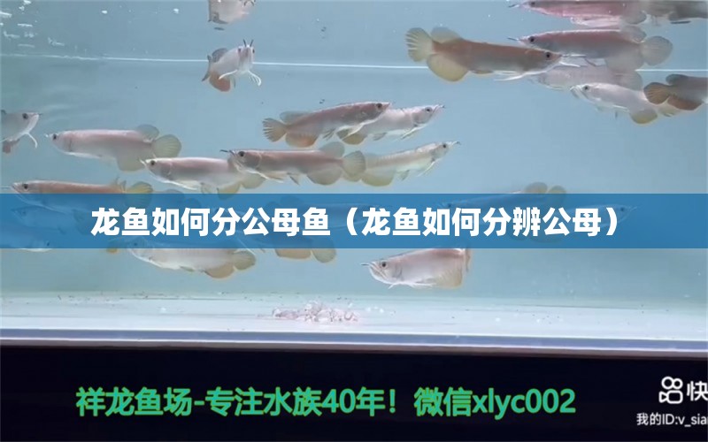 龍魚如何分公母魚（龍魚如何分辨公母）