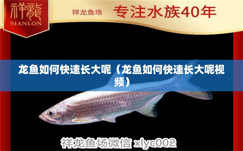 龍魚如何快速長(zhǎng)大呢（龍魚如何快速長(zhǎng)大呢視頻） 廣州龍魚批發(fā)市場(chǎng)