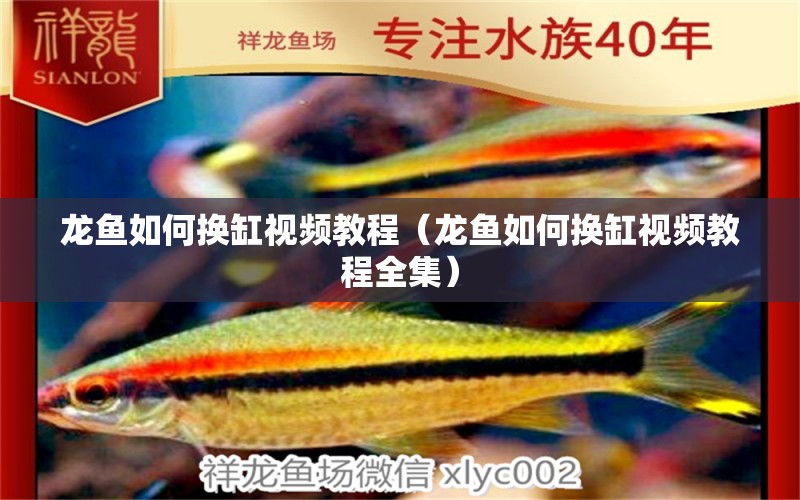 龍魚如何換缸視頻教程（龍魚如何換缸視頻教程全集）