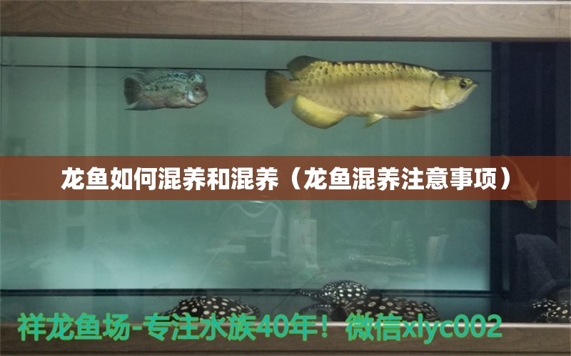 龍魚如何混養(yǎng)和混養(yǎng)（龍魚混養(yǎng)注意事項(xiàng)）