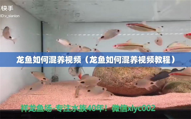 龍魚如何混養(yǎng)視頻（龍魚如何混養(yǎng)視頻教程） 廣州龍魚批發(fā)市場