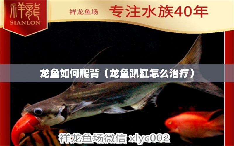 龍魚如何爬背（龍魚趴缸怎么治療） 觀賞魚