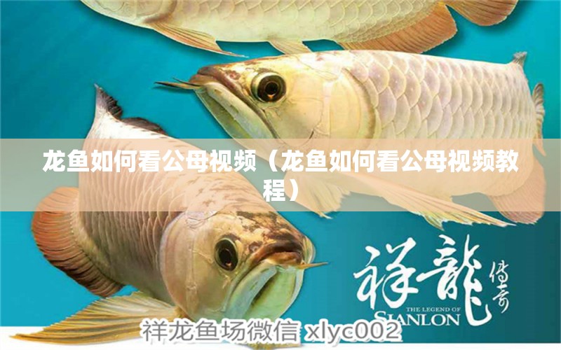 龍魚如何看公母視頻（龍魚如何看公母視頻教程） 廣州龍魚批發(fā)市場