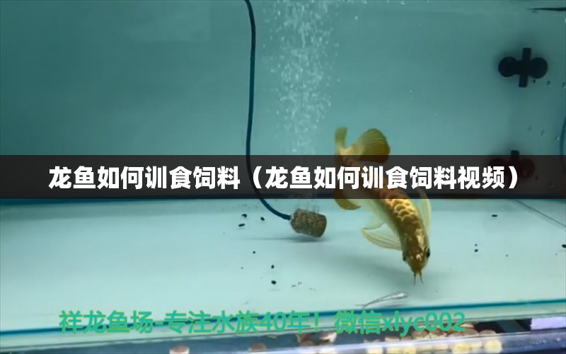 龍魚如何訓(xùn)食飼料（龍魚如何訓(xùn)食飼料視頻）