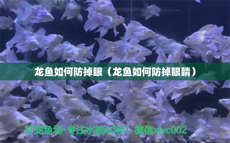 龍魚如何防掉眼（龍魚如何防掉眼睛） 廣州龍魚批發(fā)市場