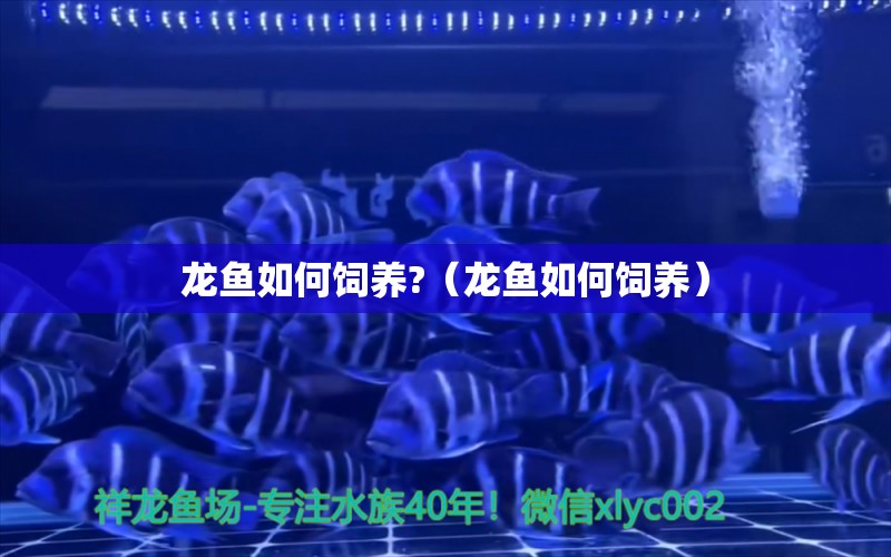 龍魚如何飼養(yǎng)?（龍魚如何飼養(yǎng)） 廣州龍魚批發(fā)市場