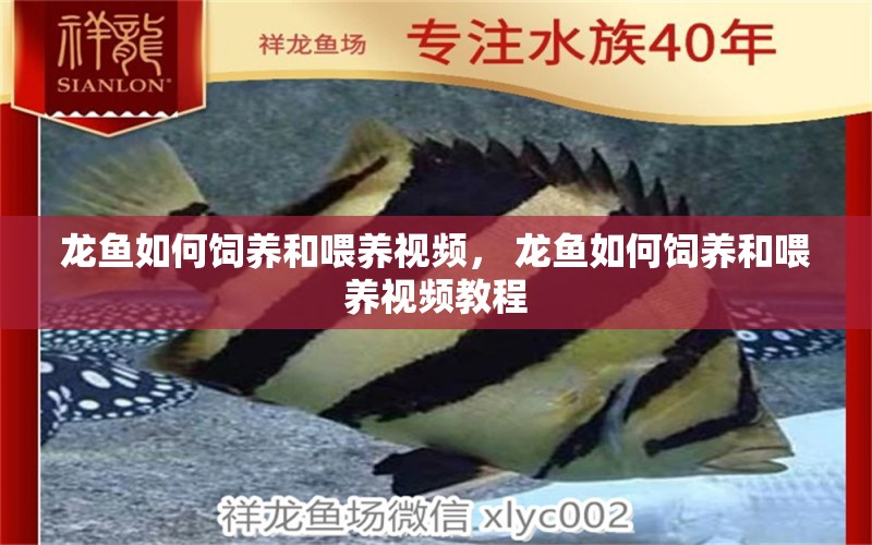 龍魚(yú)如何飼養(yǎng)和喂養(yǎng)視頻， 龍魚(yú)如何飼養(yǎng)和喂養(yǎng)視頻教程 粗線銀版魚(yú)