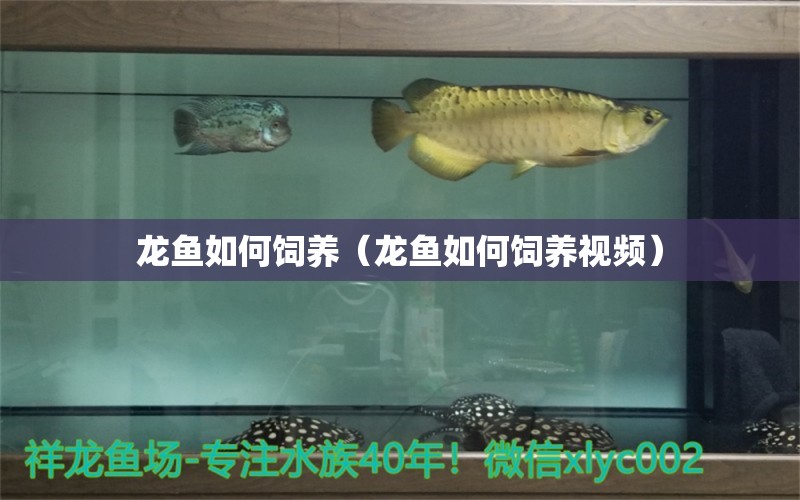 龍魚如何飼養(yǎng)（龍魚如何飼養(yǎng)視頻）