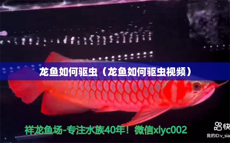 龍魚如何驅(qū)蟲（龍魚如何驅(qū)蟲視頻） 廣州龍魚批發(fā)市場(chǎng)