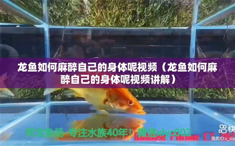 龍魚如何麻醉自己的身體呢視頻（龍魚如何麻醉自己的身體呢視頻講解） 龍魚麻藥（祥龍Nika）