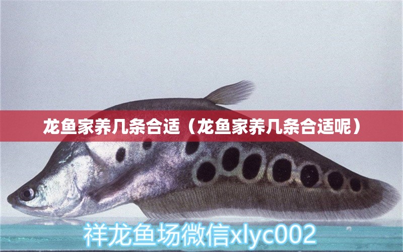 龍魚家養(yǎng)幾條合適（龍魚家養(yǎng)幾條合適呢） 廣州龍魚批發(fā)市場