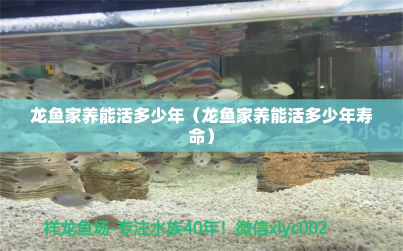 龍魚(yú)家養(yǎng)能活多少年（龍魚(yú)家養(yǎng)能活多少年壽命）