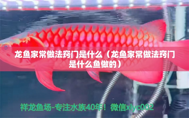 龍魚家常做法竅門是什么（龍魚家常做法竅門是什么魚做的） 觀賞魚