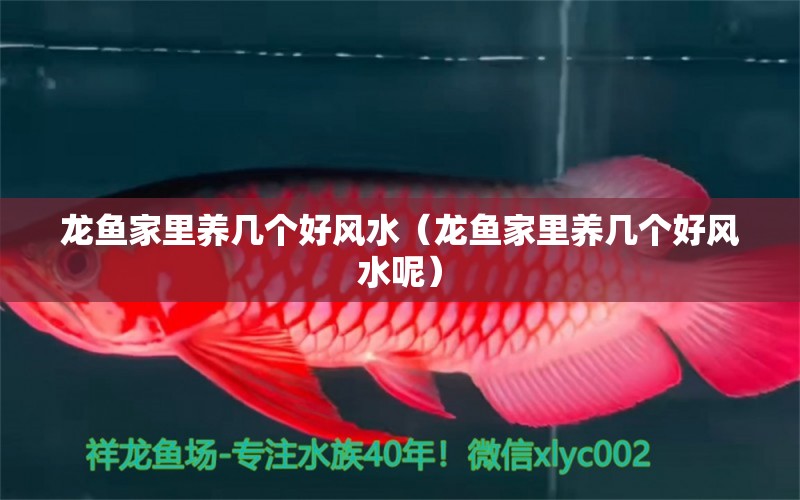 龍魚家里養(yǎng)幾個好風水（龍魚家里養(yǎng)幾個好風水呢） 魚缸風水