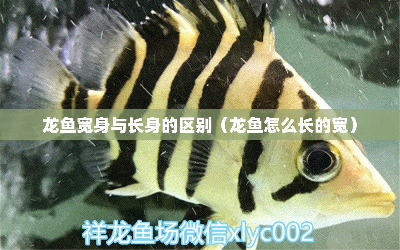 龍魚寬身與長(zhǎng)身的區(qū)別（龍魚怎么長(zhǎng)的寬） 雙線側(cè)魚