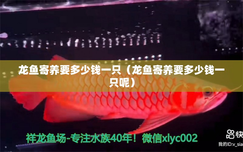 龍魚寄養(yǎng)要多少錢一只（龍魚寄養(yǎng)要多少錢一只呢）