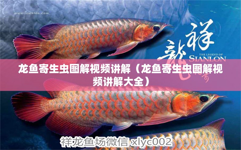 龍魚寄生蟲圖解視頻講解（龍魚寄生蟲圖解視頻講解大全）