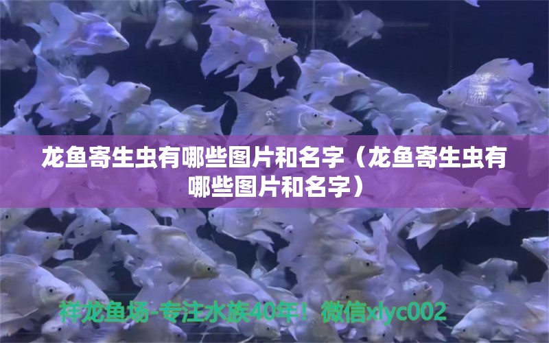 龍魚寄生蟲有哪些圖片和名字（龍魚寄生蟲有哪些圖片和名字） 龍魚疾病與治療