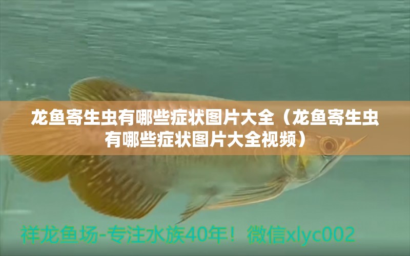 龍魚寄生蟲有哪些癥狀圖片大全（龍魚寄生蟲有哪些癥狀圖片大全視頻）