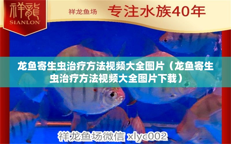 龍魚寄生蟲治療方法視頻大全圖片（龍魚寄生蟲治療方法視頻大全圖片下載） 龍魚疾病與治療