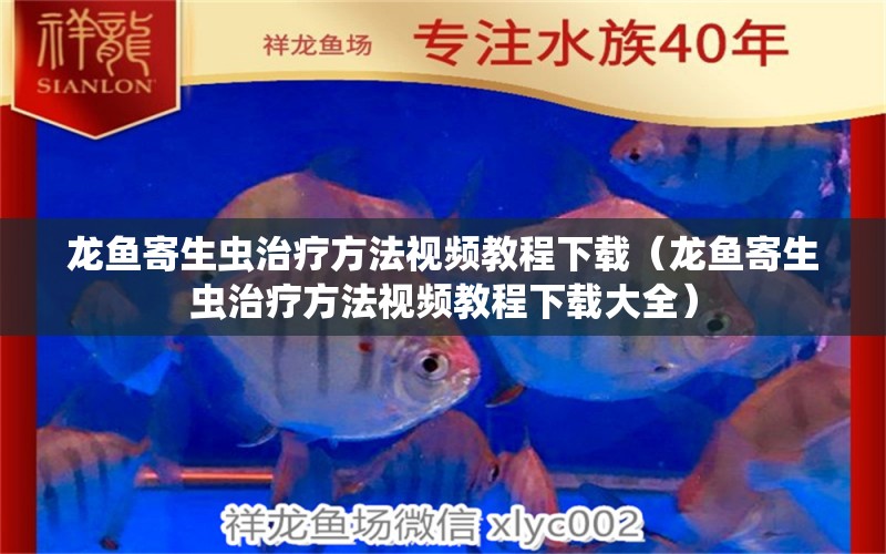 龍魚寄生蟲治療方法視頻教程下載（龍魚寄生蟲治療方法視頻教程下載大全） 龍魚疾病與治療