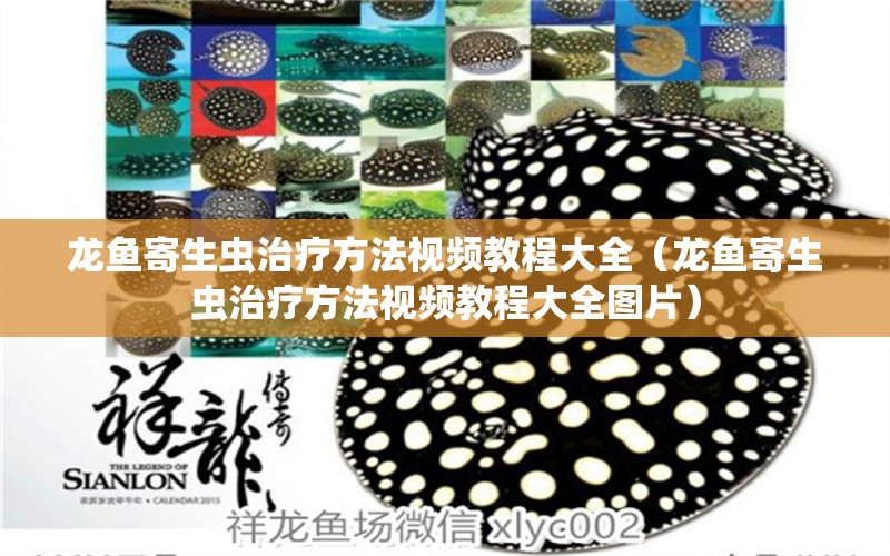 龍魚寄生蟲治療方法視頻教程大全（龍魚寄生蟲治療方法視頻教程大全圖片） 龍魚疾病與治療