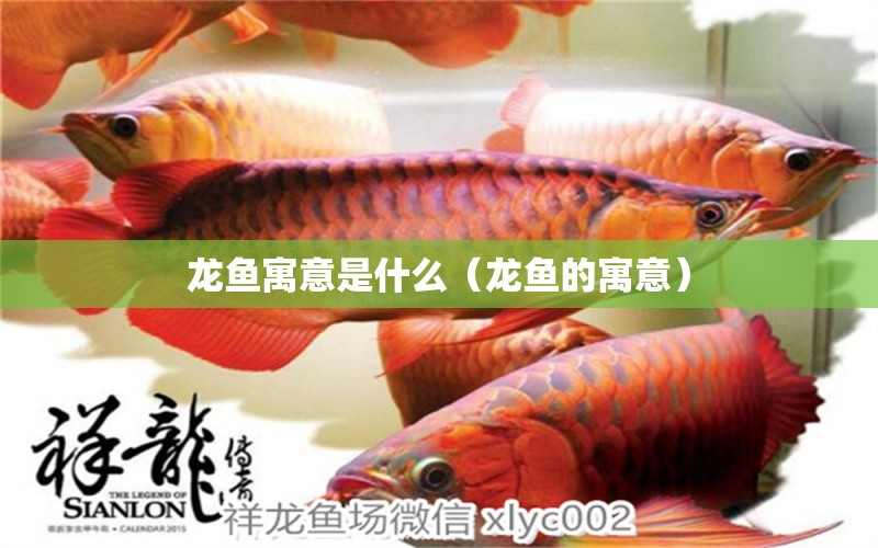 龍魚寓意是什么（龍魚的寓意）