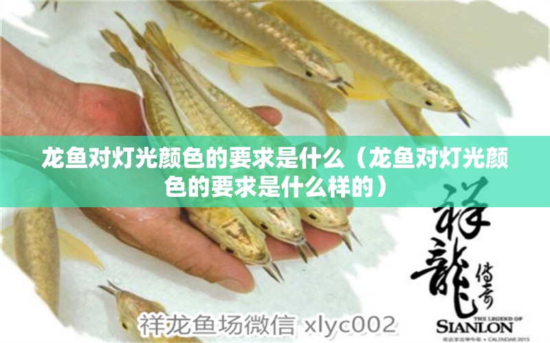 龍魚(yú)對(duì)燈光顏色的要求是什么（龍魚(yú)對(duì)燈光顏色的要求是什么樣的） 元寶鳳凰魚(yú)專用魚(yú)糧