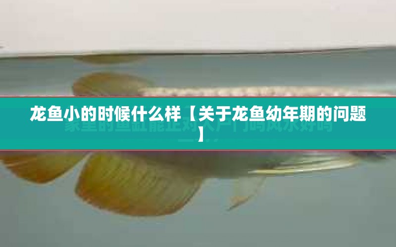 龍魚小的時(shí)候什么樣【關(guān)于龍魚幼年期的問題】 水族問答 第1張