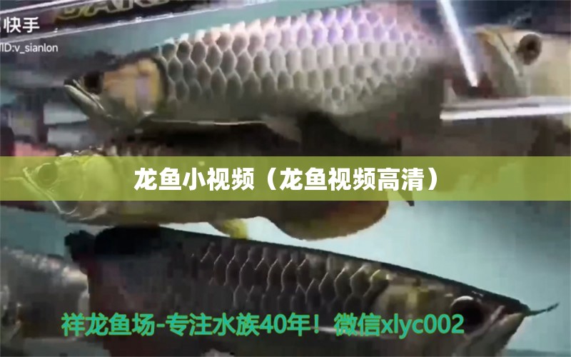 龍魚(yú)小視頻（龍魚(yú)視頻高清） 龍魚(yú)疾病與治療