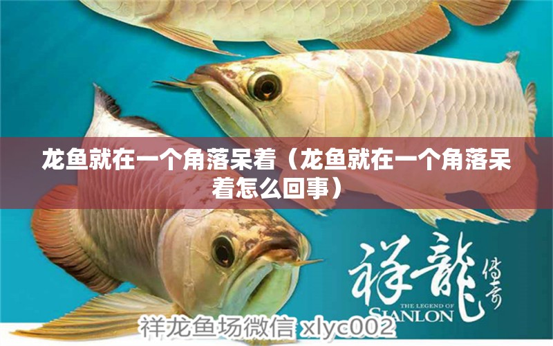 龍魚就在一個角落呆著（龍魚就在一個角落呆著怎么回事） 廣州龍魚批發(fā)市場 第1張