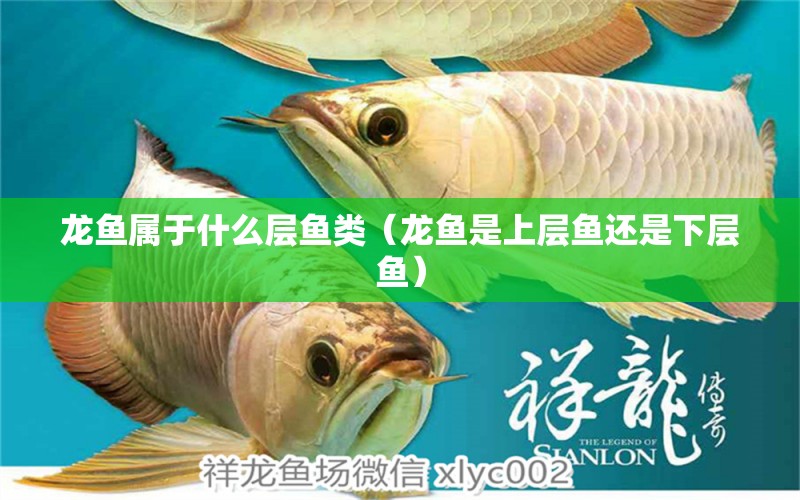 龍魚屬于什么層魚類（龍魚是上層魚還是下層魚）