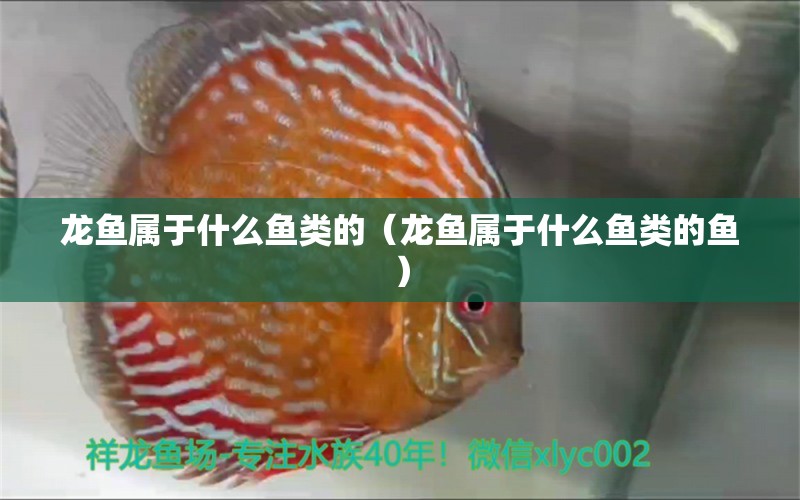 龍魚屬于什么魚類的（龍魚屬于什么魚類的魚）