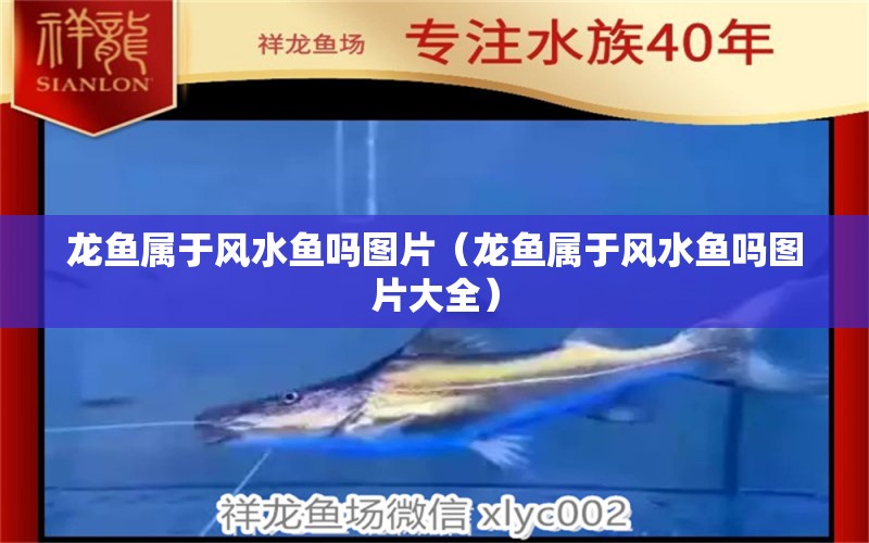 龍魚(yú)屬于風(fēng)水魚(yú)嗎圖片（龍魚(yú)屬于風(fēng)水魚(yú)嗎圖片大全）